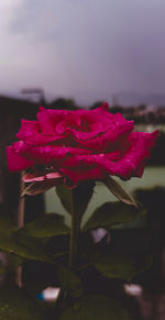 Close-up of pink rose