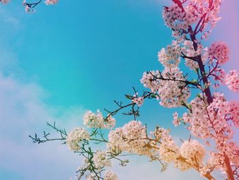 Low angle view of cherry blossoms against sky