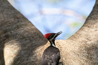 Close-up of bird perching on wall