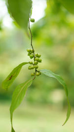 Close-up of insect on leaf