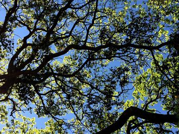 Low angle view of tree