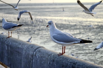 Seagull perching on a beach