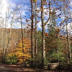 Trees in forest during autumn