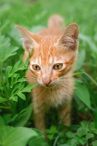 Portrait of cat