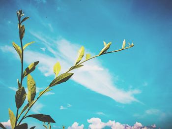 Low angle view of plant against blue sky