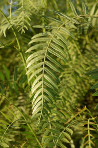  photo of peppercorn tree with fine foliage schinus areira, schinus molle.
useful for backgrounds