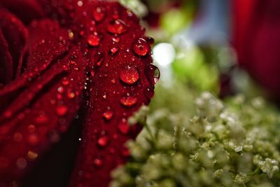 Close-up of wet red rose flower