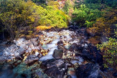 River amidst trees in forest