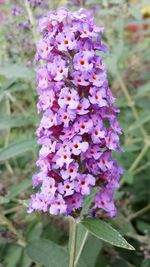 Close-up of purple flowers