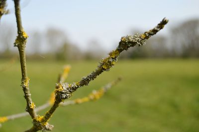 Close-up of flowering plant on field