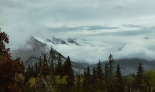 Scenic view of forest against sky