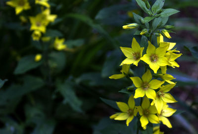 Close-up of yellow flowers