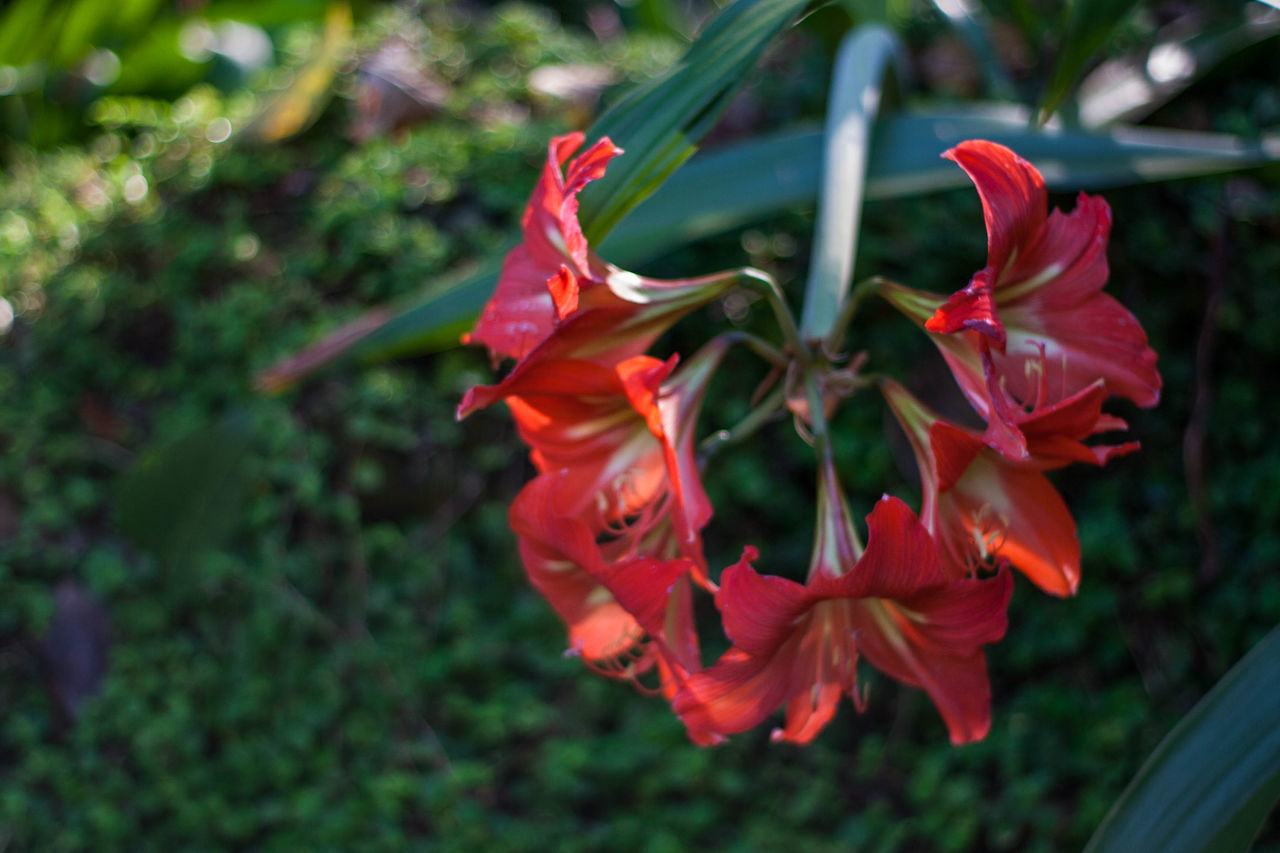 CLOSE-UP OF RED FLOWER