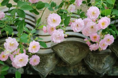 Close-up of pink flowers growing on tree