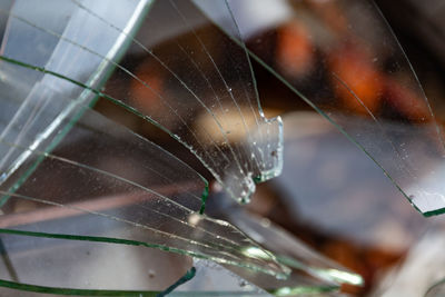 Close-up of wet spider web