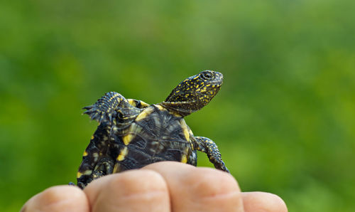 Close-up of hand holding leaf