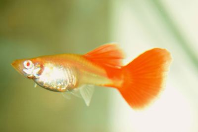 Close-up of fish swimming in sea