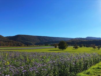 Scenic view of flowering plants on field against clear blue sky