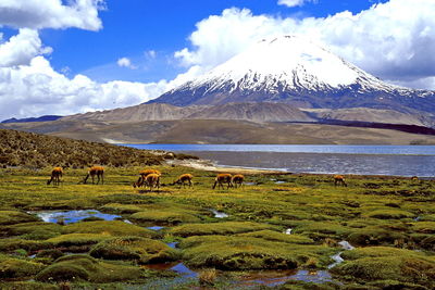 Sheep grazing on field against mountains and sky