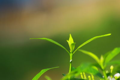 Close-up of fresh green plant