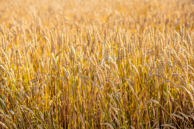 Full frame shot of wheat field