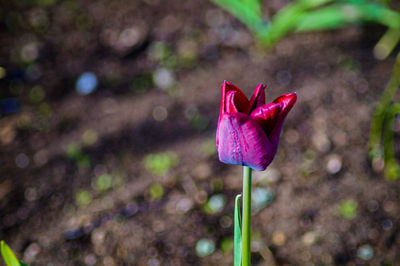 Close-up of tulip