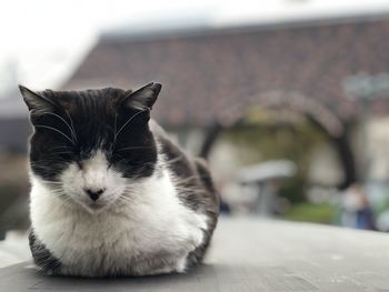 Close-up of a cat