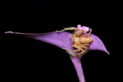 Close-up of insect on purple flower