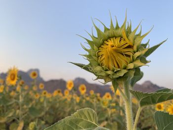 Close-up of yellow flowering plant against sky