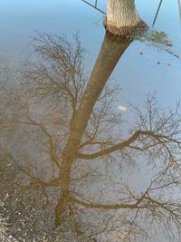 High angle view of bare tree by lake