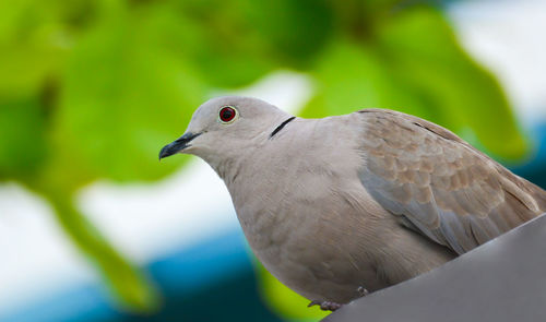 Close-up of bird perching outdoors