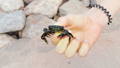 Close-up of hand holding crab