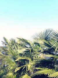 Low angle view of palm trees against clear sky