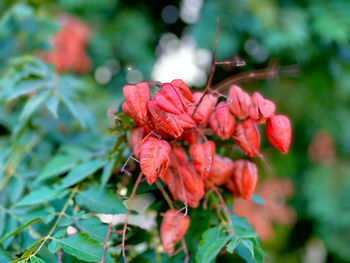 Close-up of red flowering plant