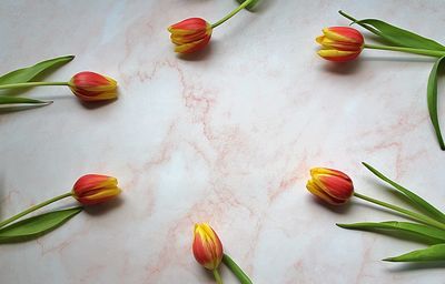 High angle view of tulip on table
