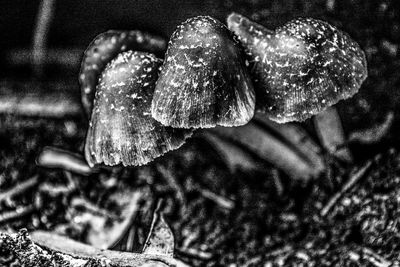 Close-up of mushroom