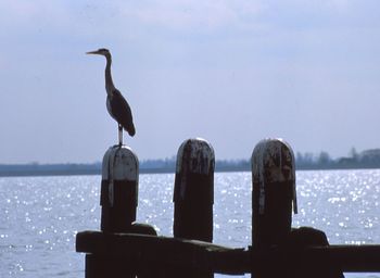 Seagull perching on wooden post by sea against sky