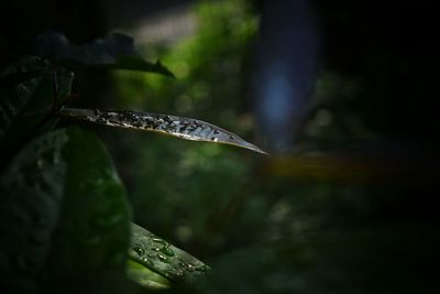 Close-up of insect on plant