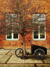 Bicycle parked against tree
