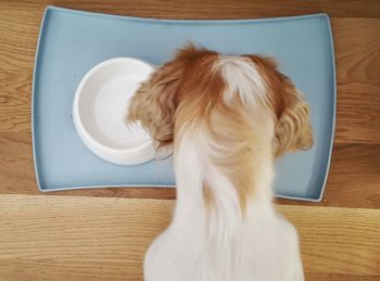 Close-up of dog
