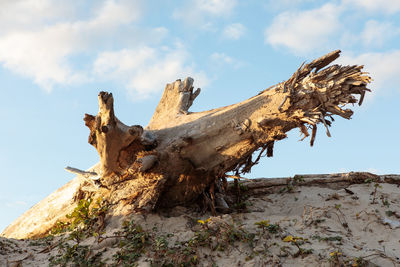 Low angle view of driftwood on tree trunk against sky