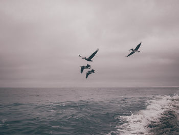 Seagull flying over sea against sky