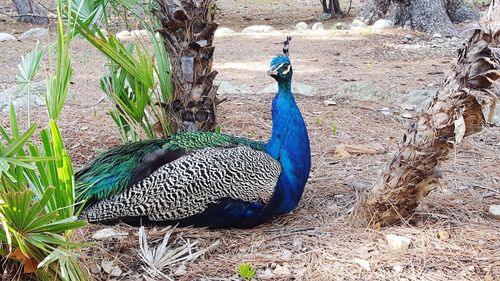 Close-up of peacock on field