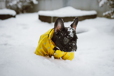 Portrait of a dog on snow covered landscape