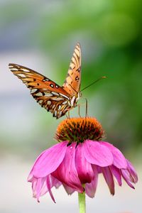 Close-up of butterfly pollinating on pink flower