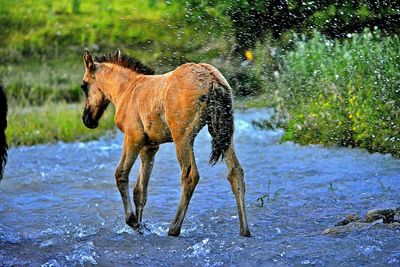 Dog standing in water