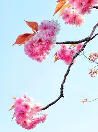 Low angle view of pink cherry blossoms against sky