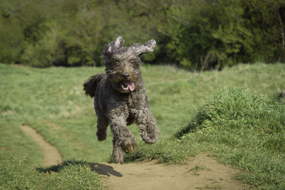 Dog running on field