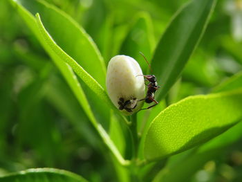 Close-up of insect on leaf