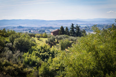 Plants and trees by houses against sky